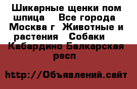 Шикарные щенки пом шпица  - Все города, Москва г. Животные и растения » Собаки   . Кабардино-Балкарская респ.